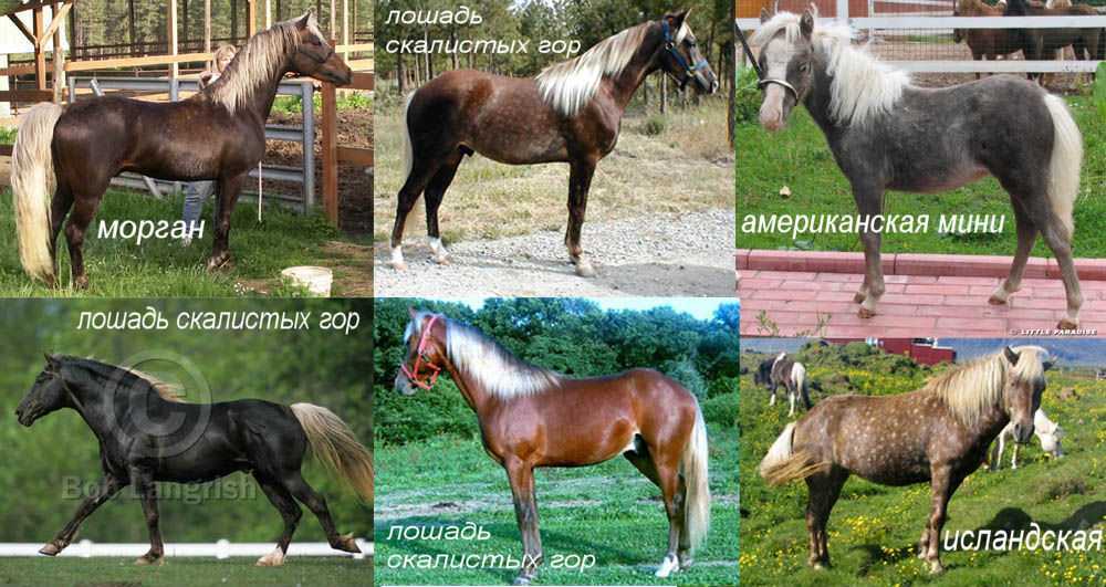 Чубарая масть лошадей – описание масти и её разновидностей