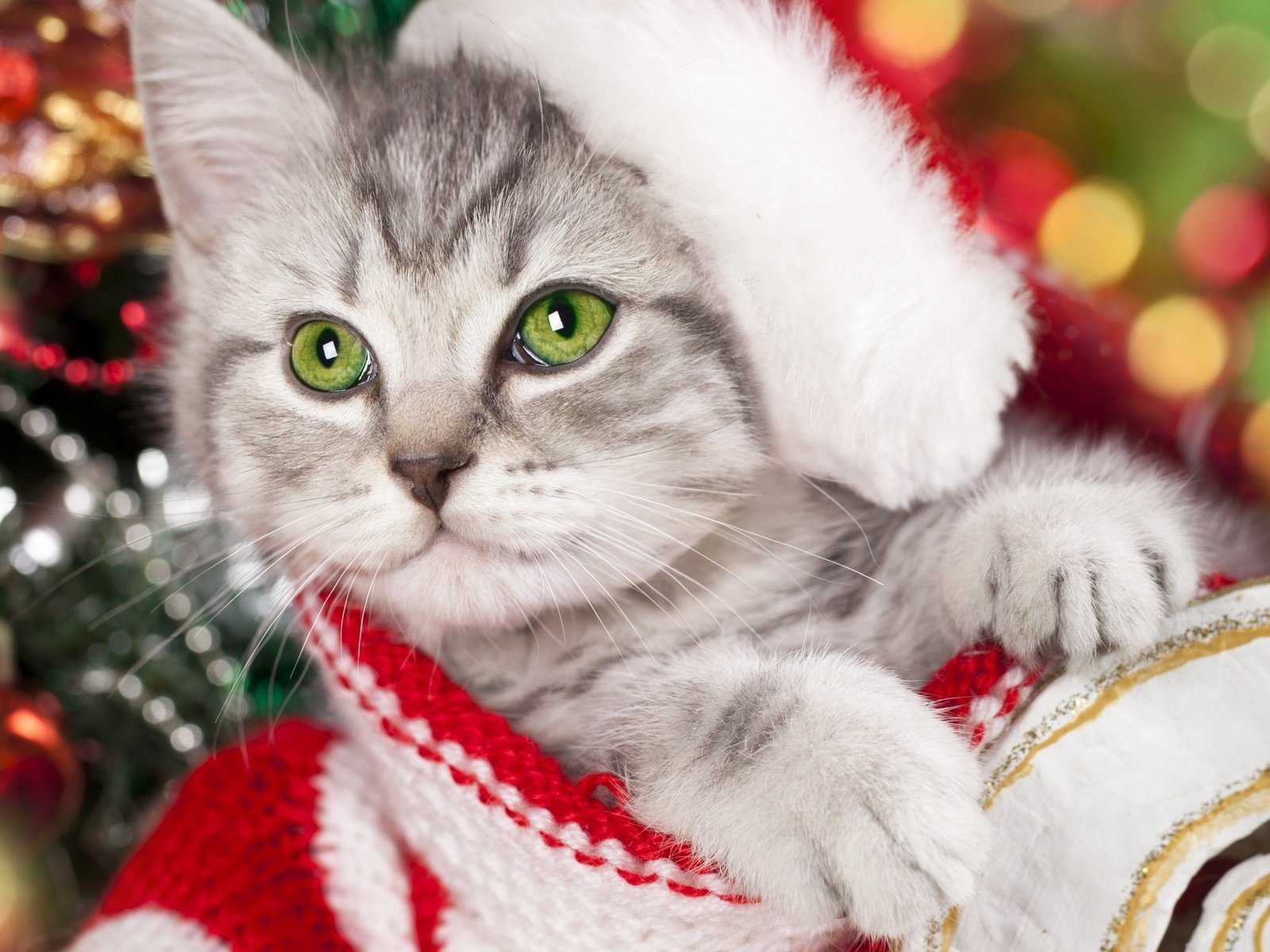 Новогодние котята