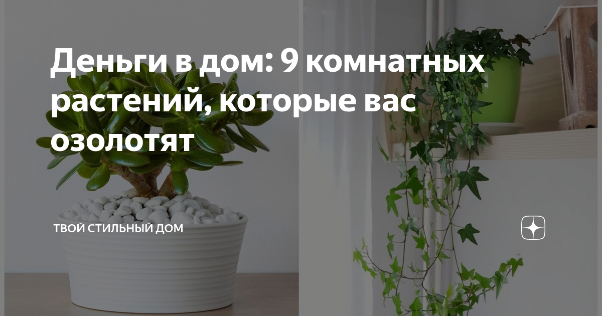 10 домашних цветов на счастье, любовь и удачу