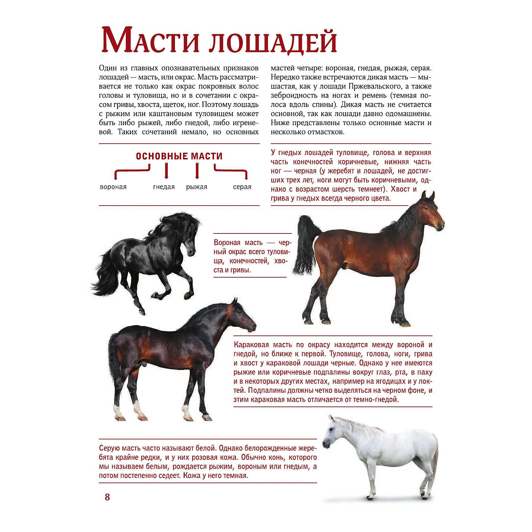 Масти лошадей. описание, особенности и названия мастей лошадей | живность.ру