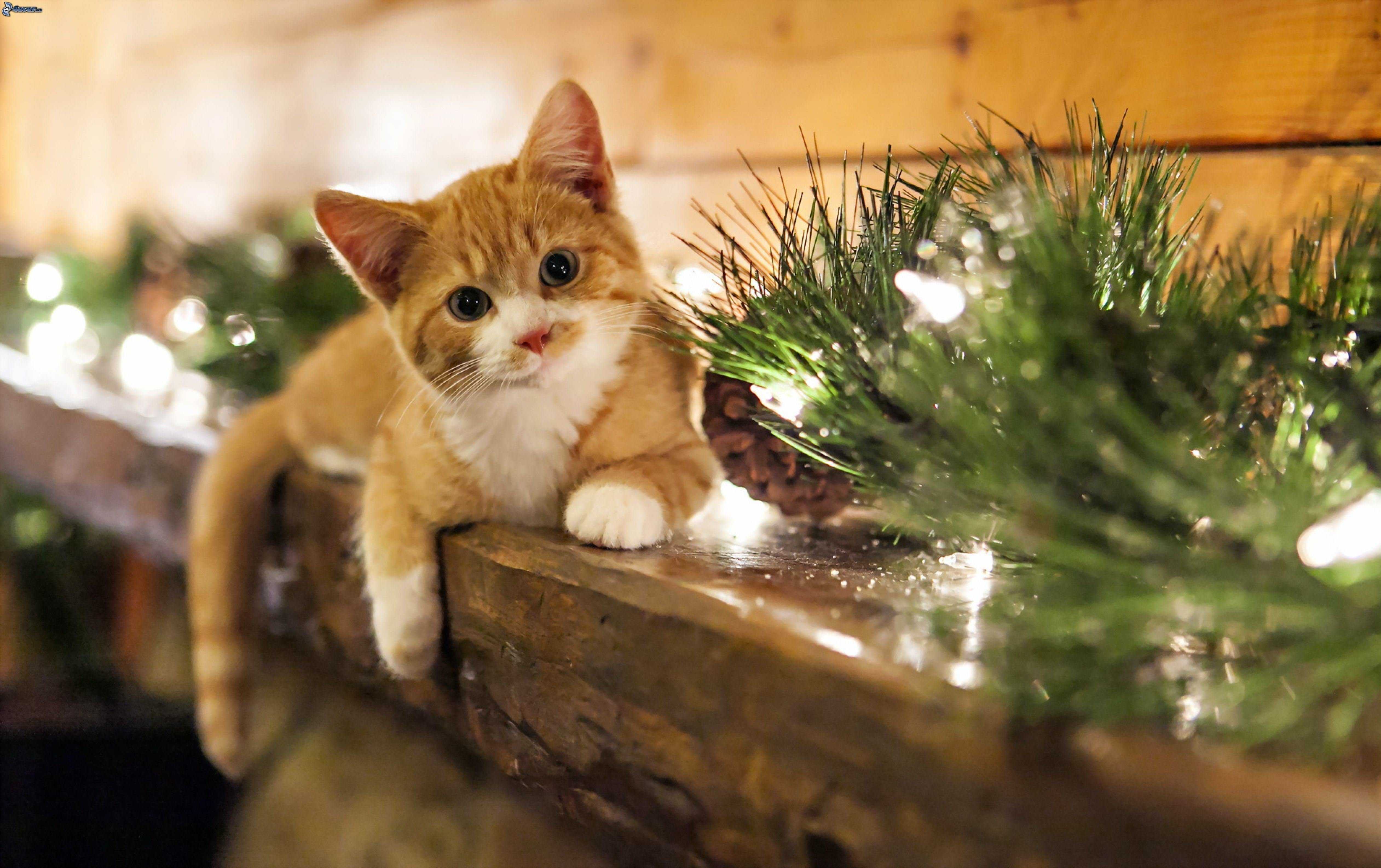 Новогодние котята