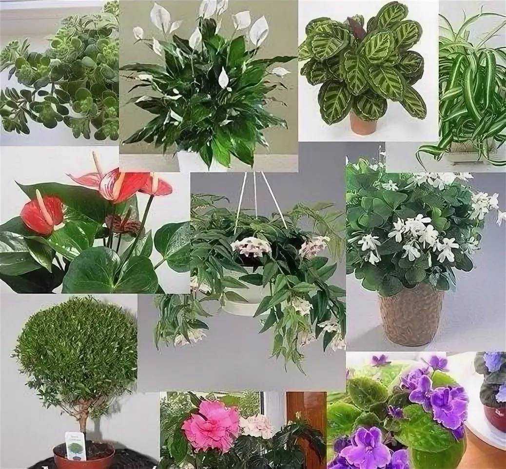Как называется цветок любви - theflowers