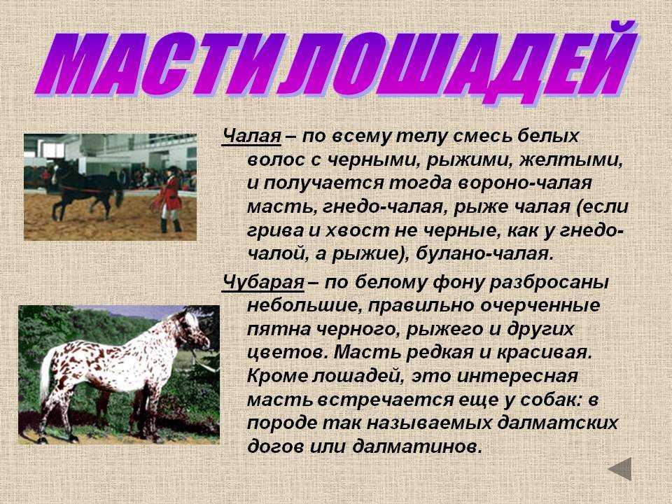 Самые уникальные лошади в мире
