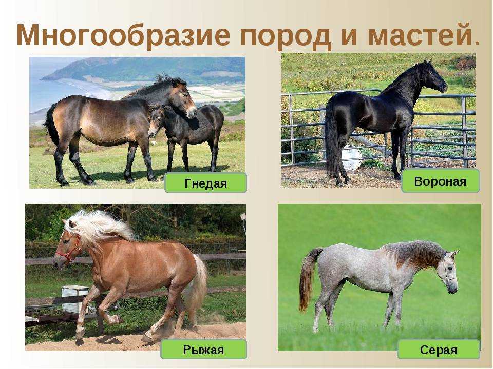 Самые редкие, красивые и необычные масти лошадей в мире